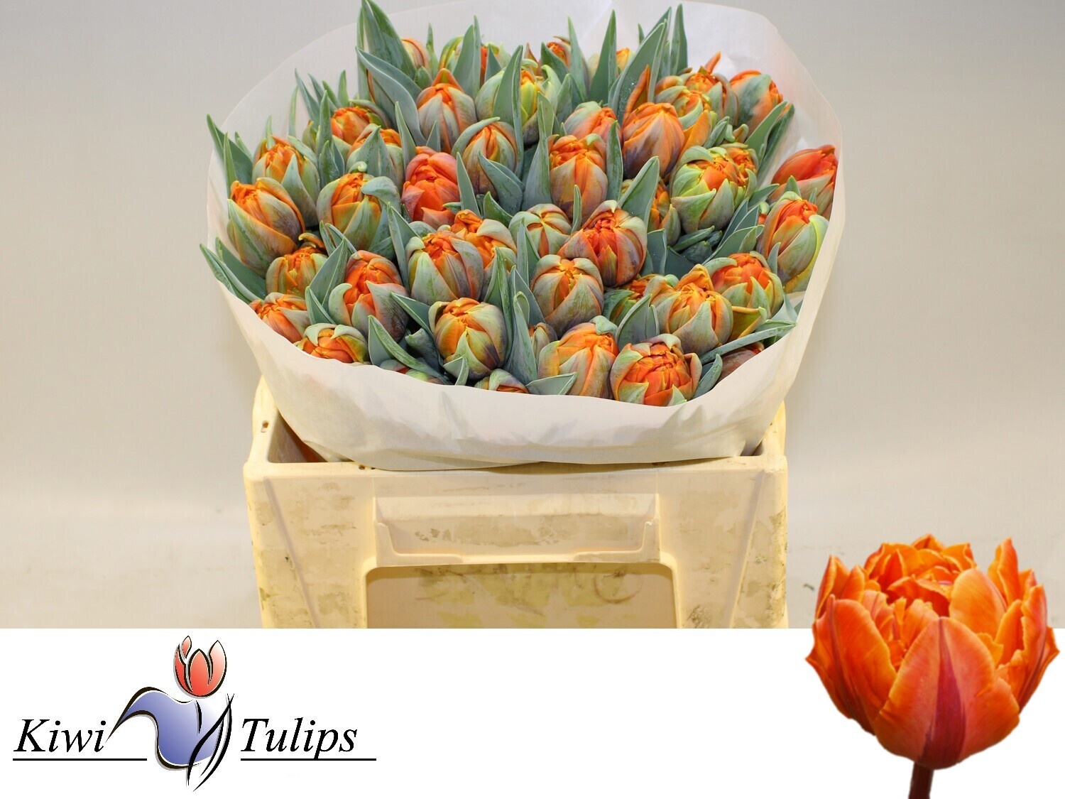 Тюльпан дв. Оранж Принцесс (оранж.), шт.