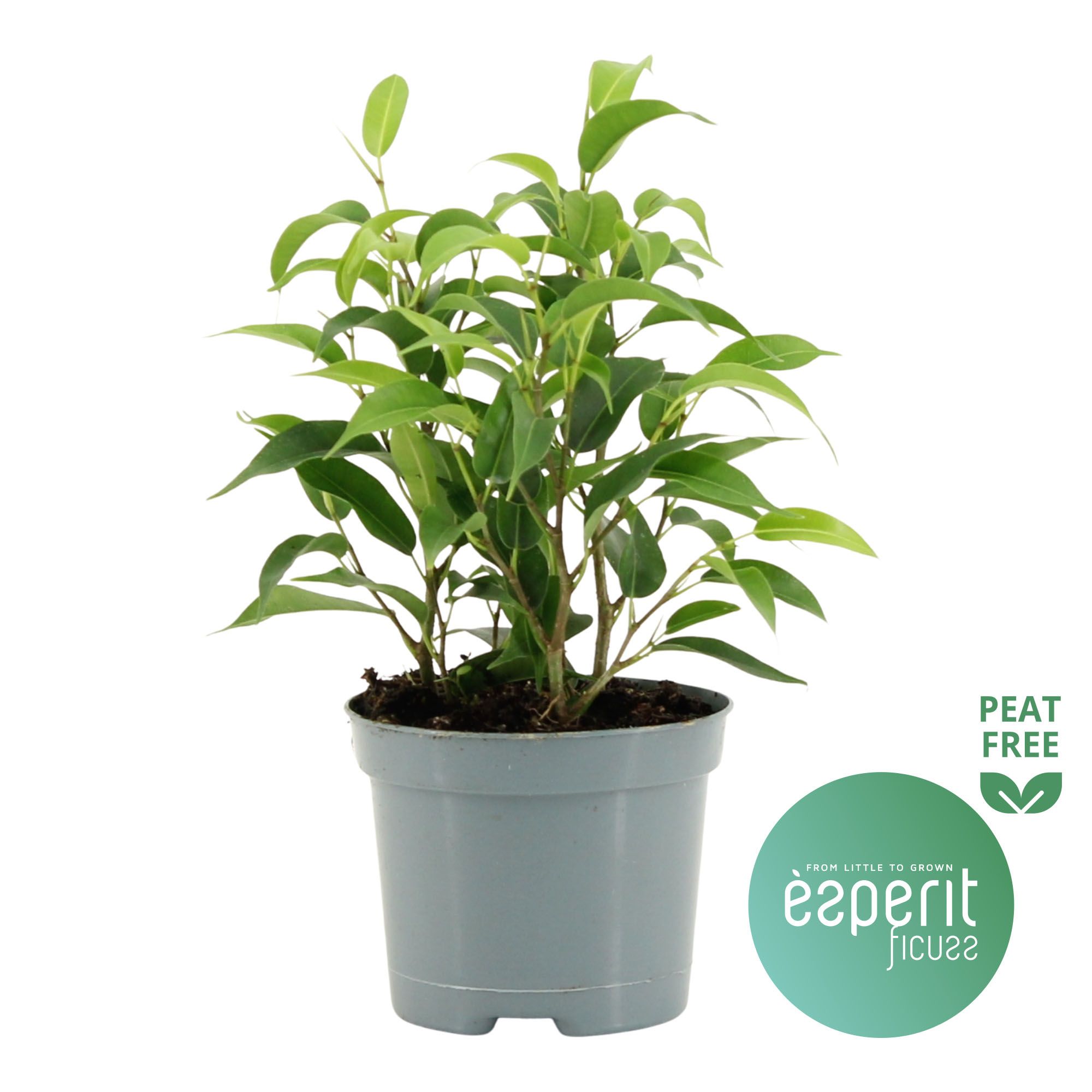 Ficus benjamina Natasja, D 8,5