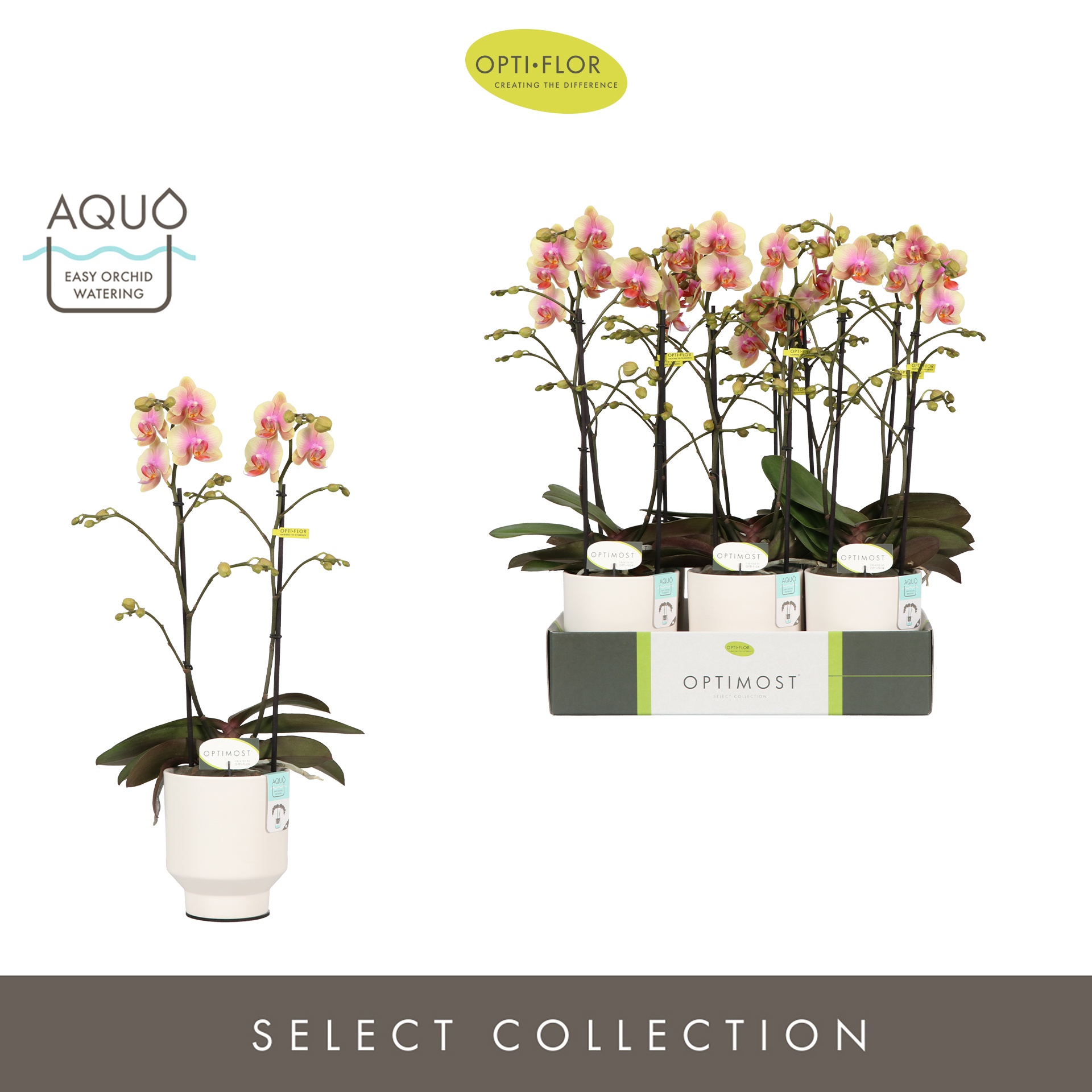 Optimost Belle Helene 2 spike in Emilia White Aquo, D 12 cm