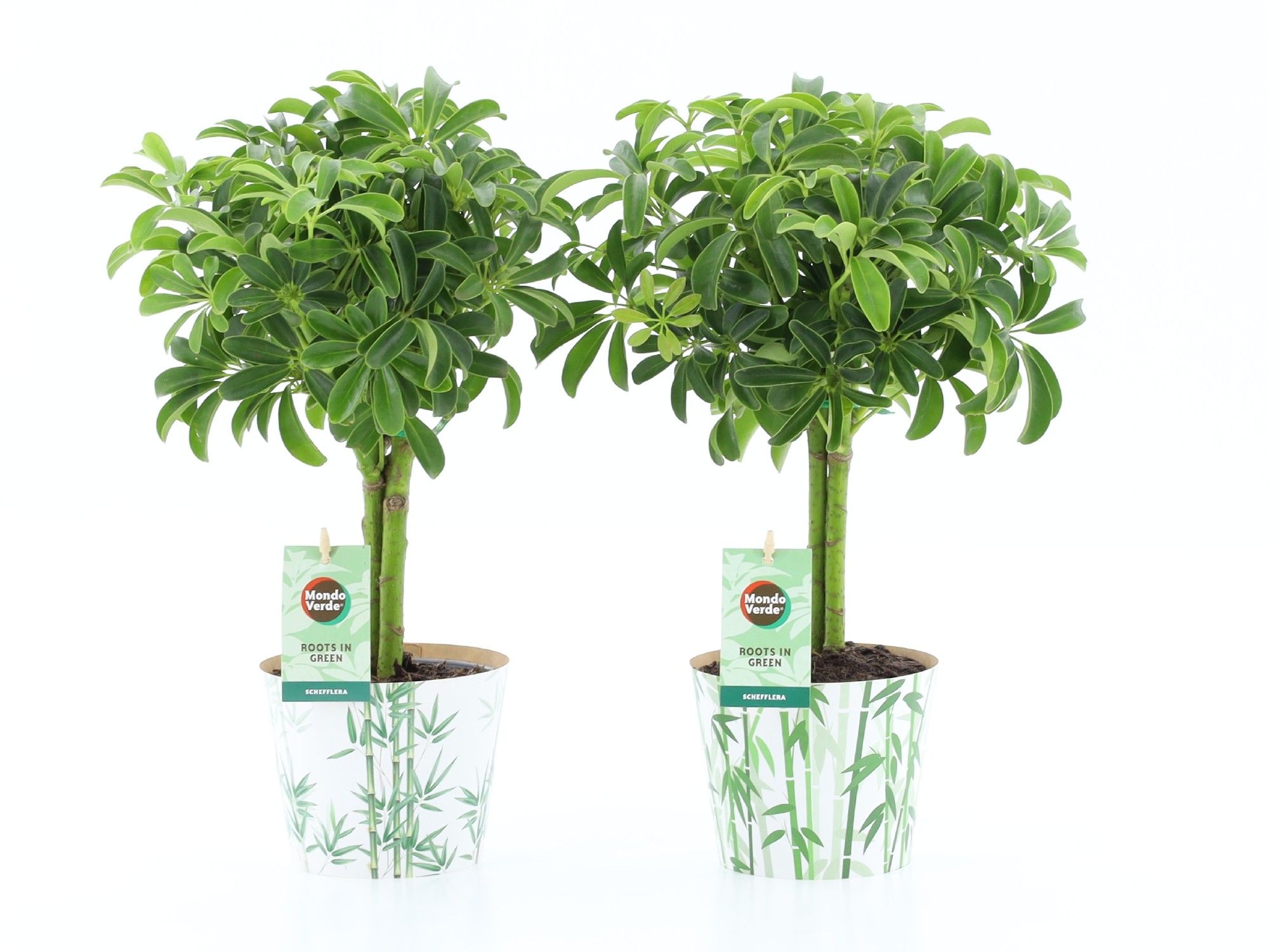 Schefflera Luseana in Potcover Bamboo, D 12