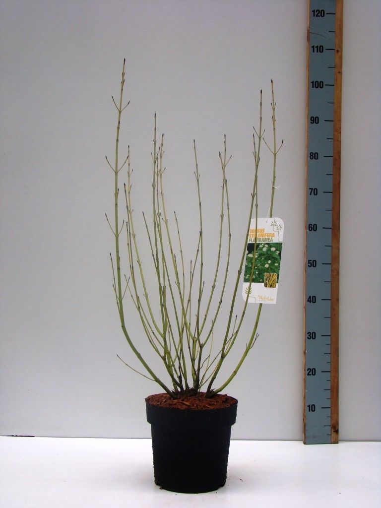 Cornus sericea 'Flaviramea' C 4,6, D 23