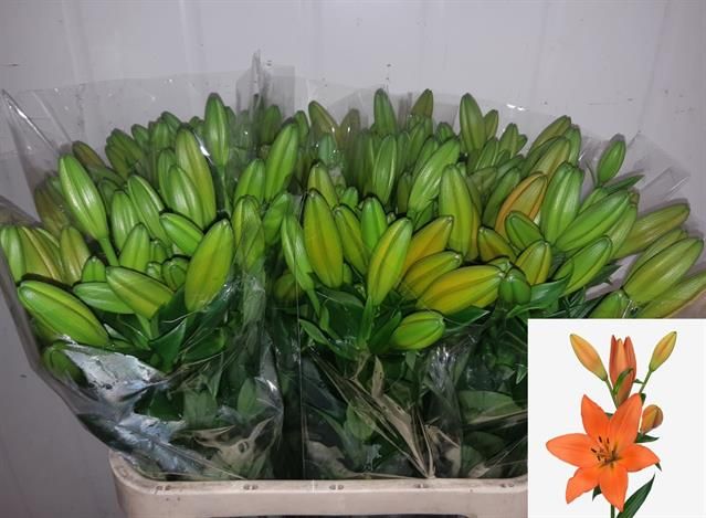 Лилия Сандерлэнд 85, шт.