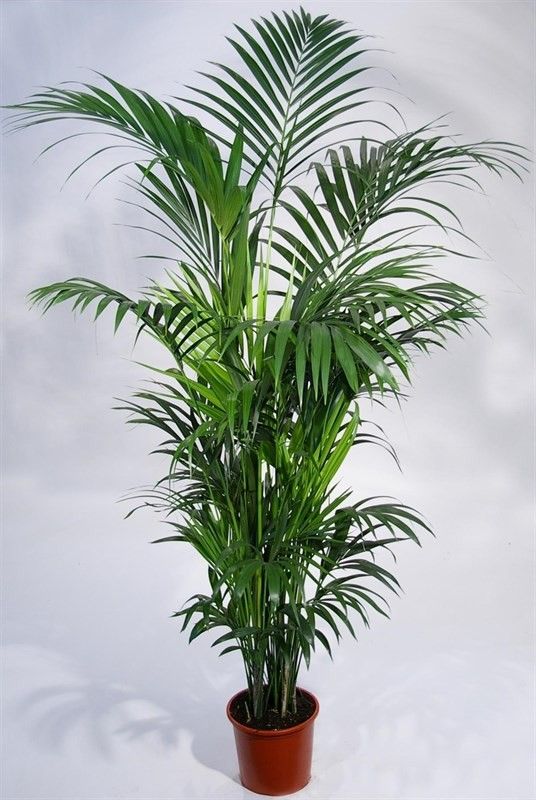 howea BUDGET LIJN, D 27 cm