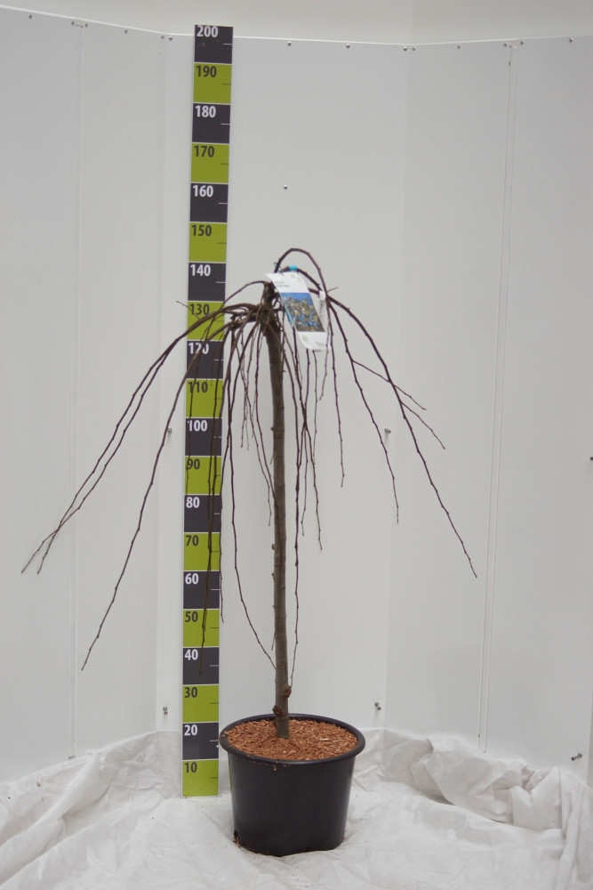 Malus domestica 'Fontana' -S- C 20 120 ha, D 30