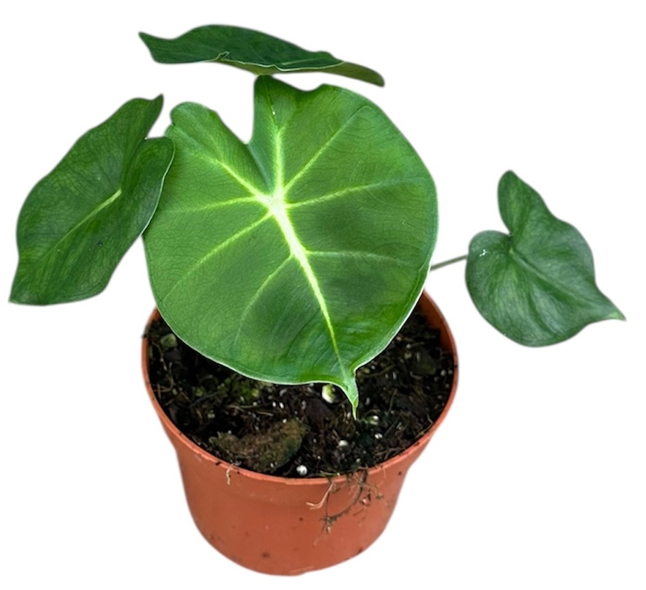 Alocasia Micholitziana Round Type, D 8