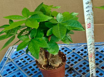 Пахира ствол 3РР 9 30