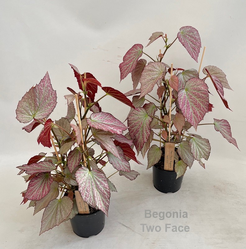 Begonia Two Face 14cm, D 14