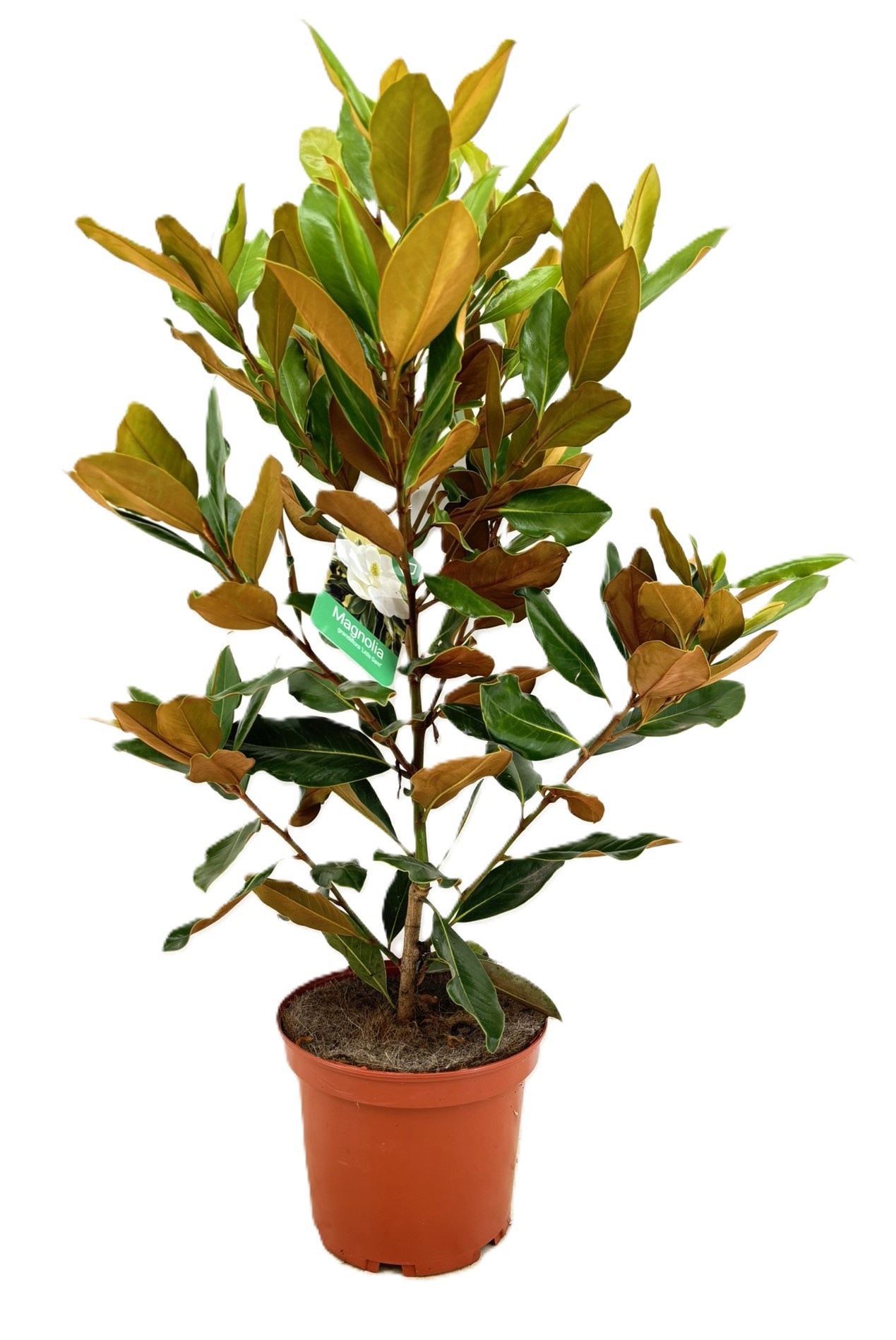 Magnolia Grandiflora "little gem", D 24 cm Magnolia Grandiflora "little gem", D 24 cm