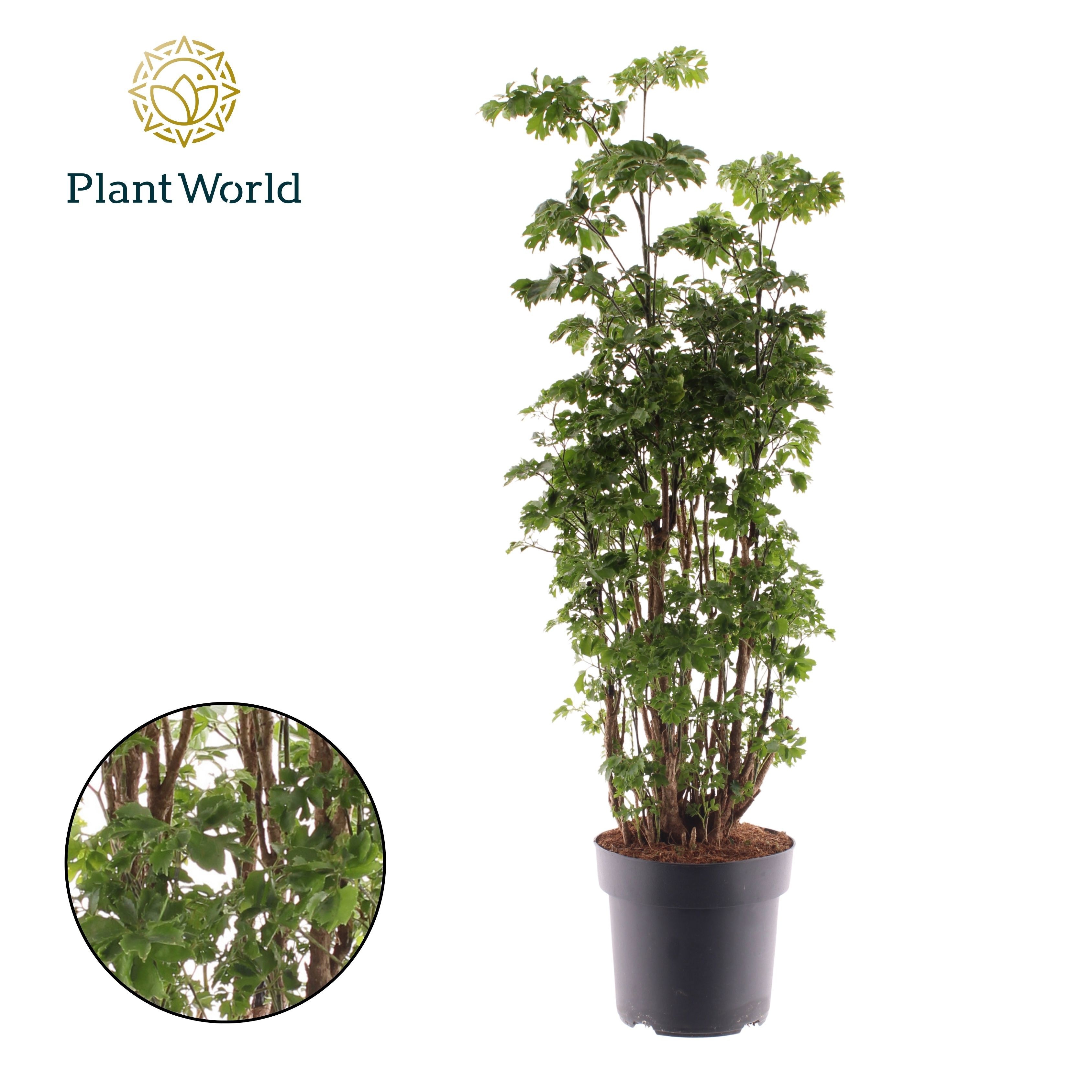 Polyscias Roble vertakt, D 21