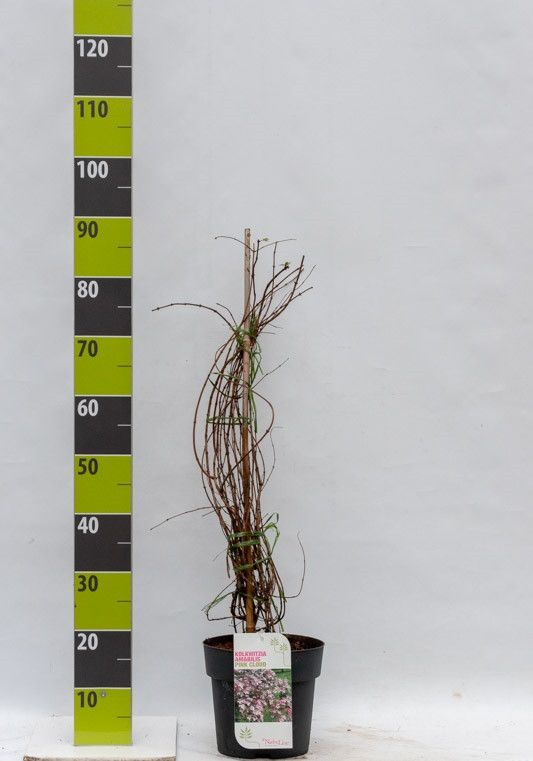 Kolkwitzia amabilis 'Pink Cloud' C 4,6, D 23