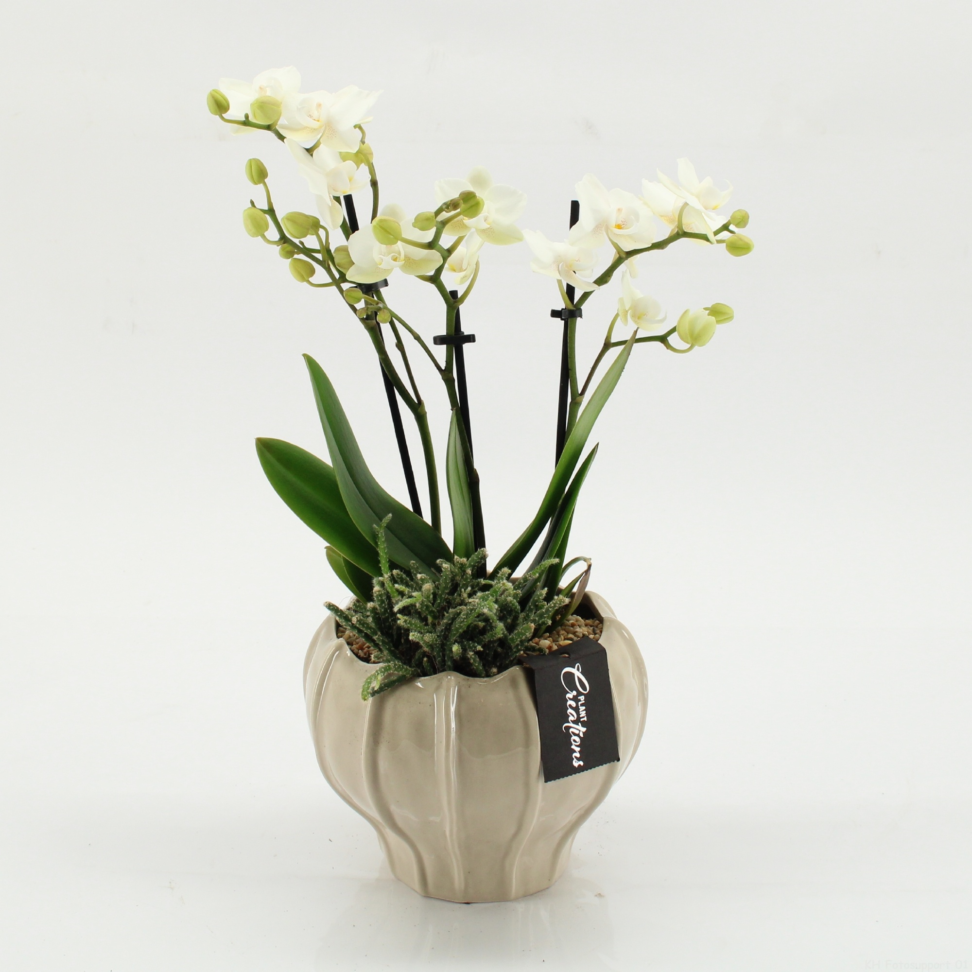 PHAL-2609 Phalaenopsis creatie, D 16