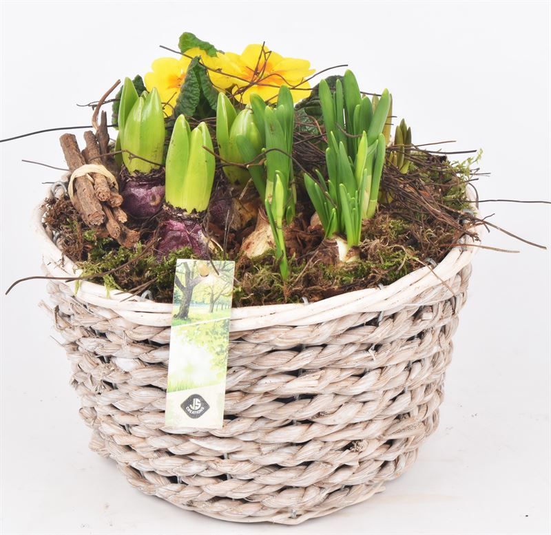 Tounmand mais 25cm, D 25