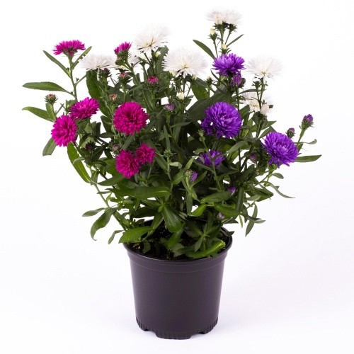 ASTER-HYBRID 'TRIO', D 11 cm
