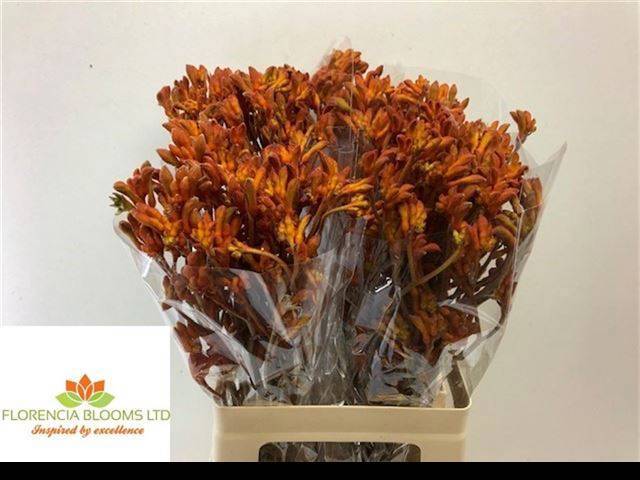 Анигозантус Голден Герл 60, шт.