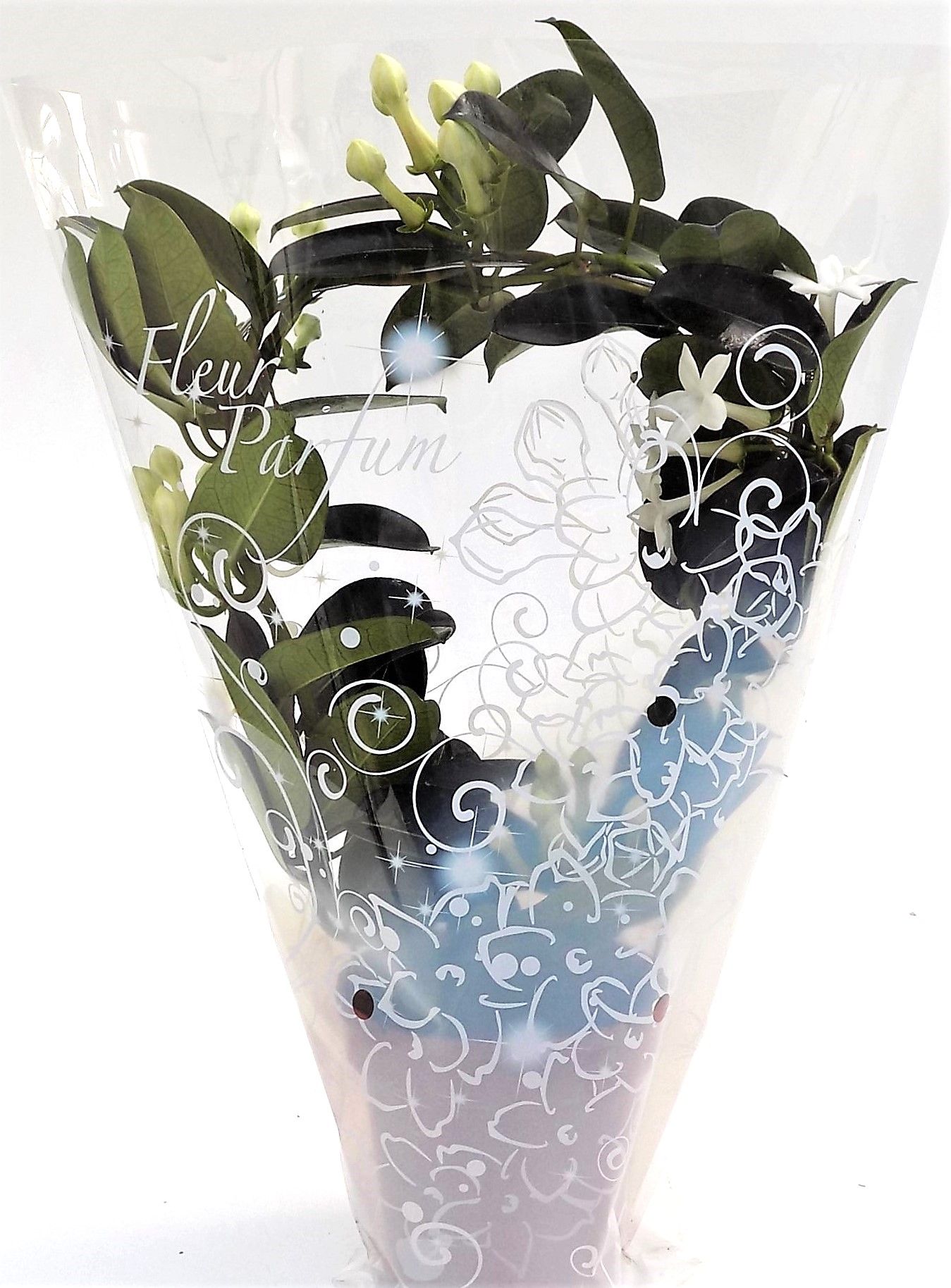 Stephanotis Gifthoes Bon, D 12 cm