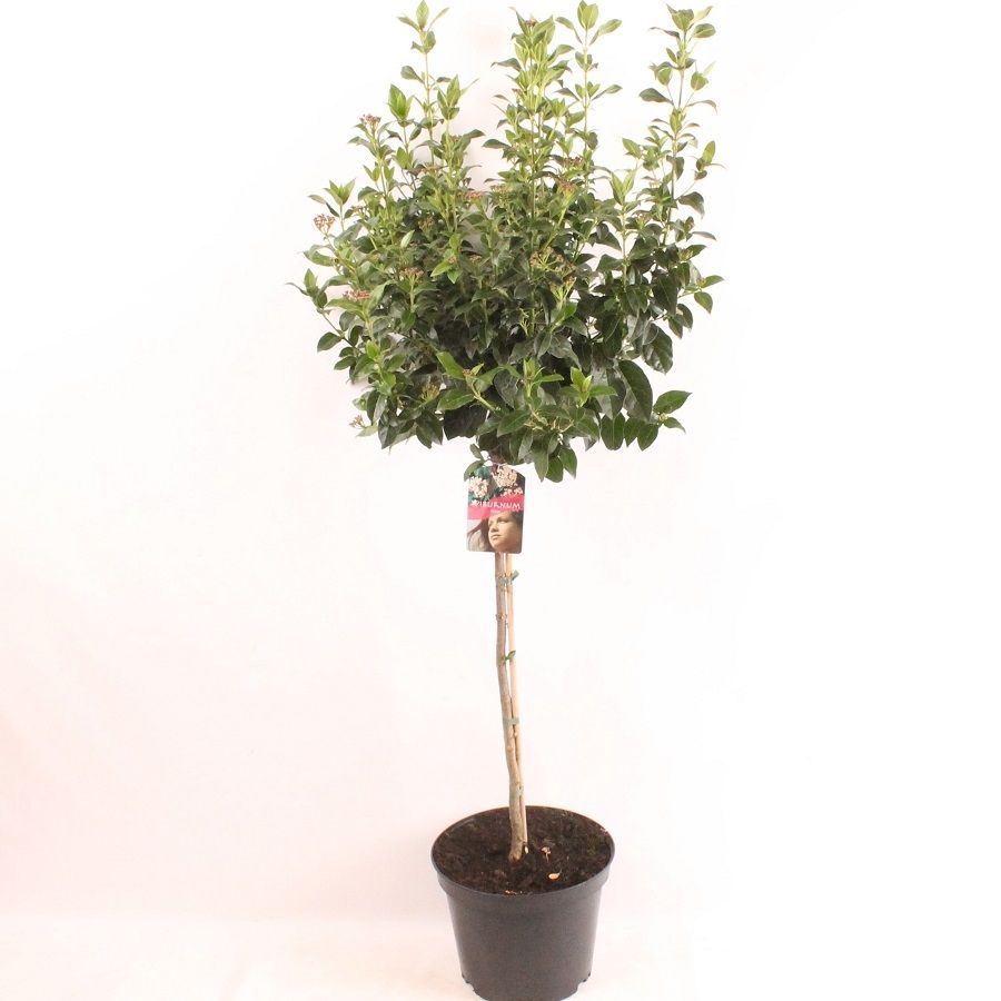 Viburnum tinus stam 60 cm, D 26