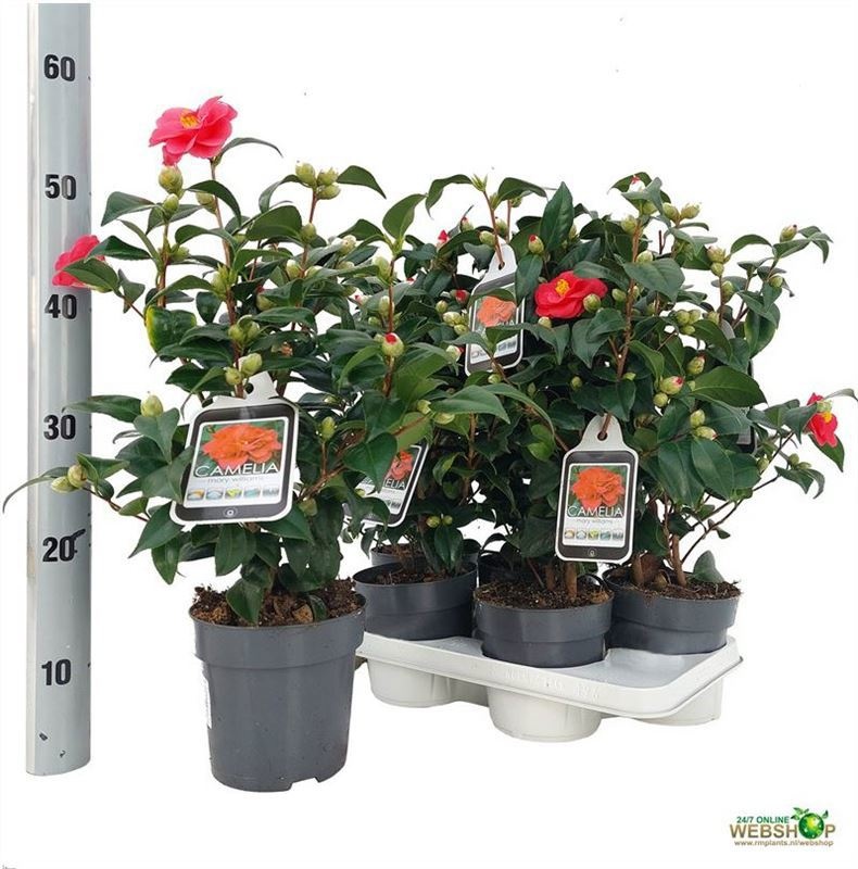 Camellia japonica struik, D 15