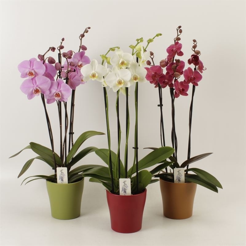 Phalaenopsis gemengd 4 tak mix in herfst keramiek, D 12 cm