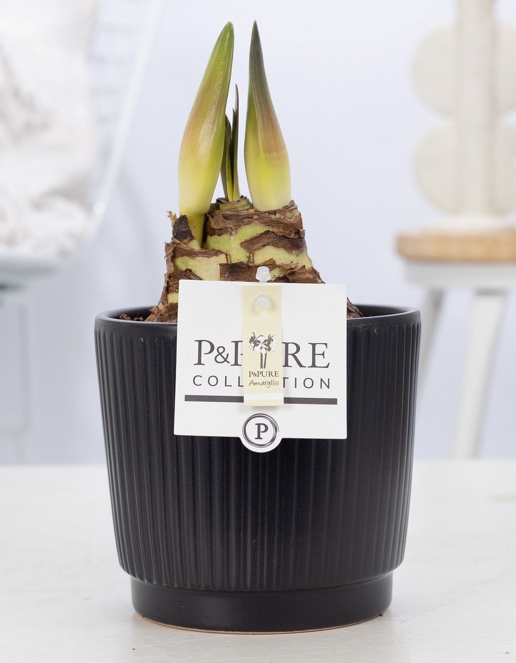 Hippeastrum white in P&PURE Liv ceramics matt black, D 12