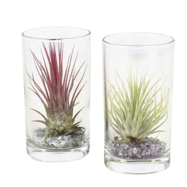 tillandsia glas longdrink, D 6