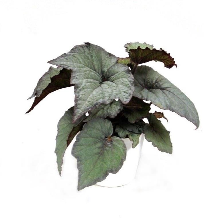 BEGONIA REX-HYBRID 'Silver Light', D 12