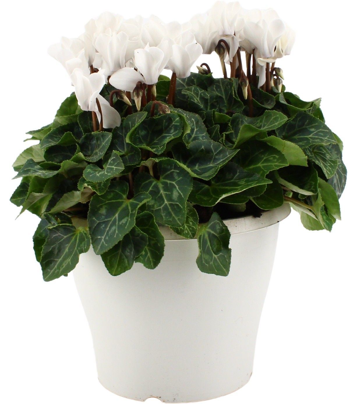 Cyclamen wit in 19 cm terraspot ton sur ton, D 19