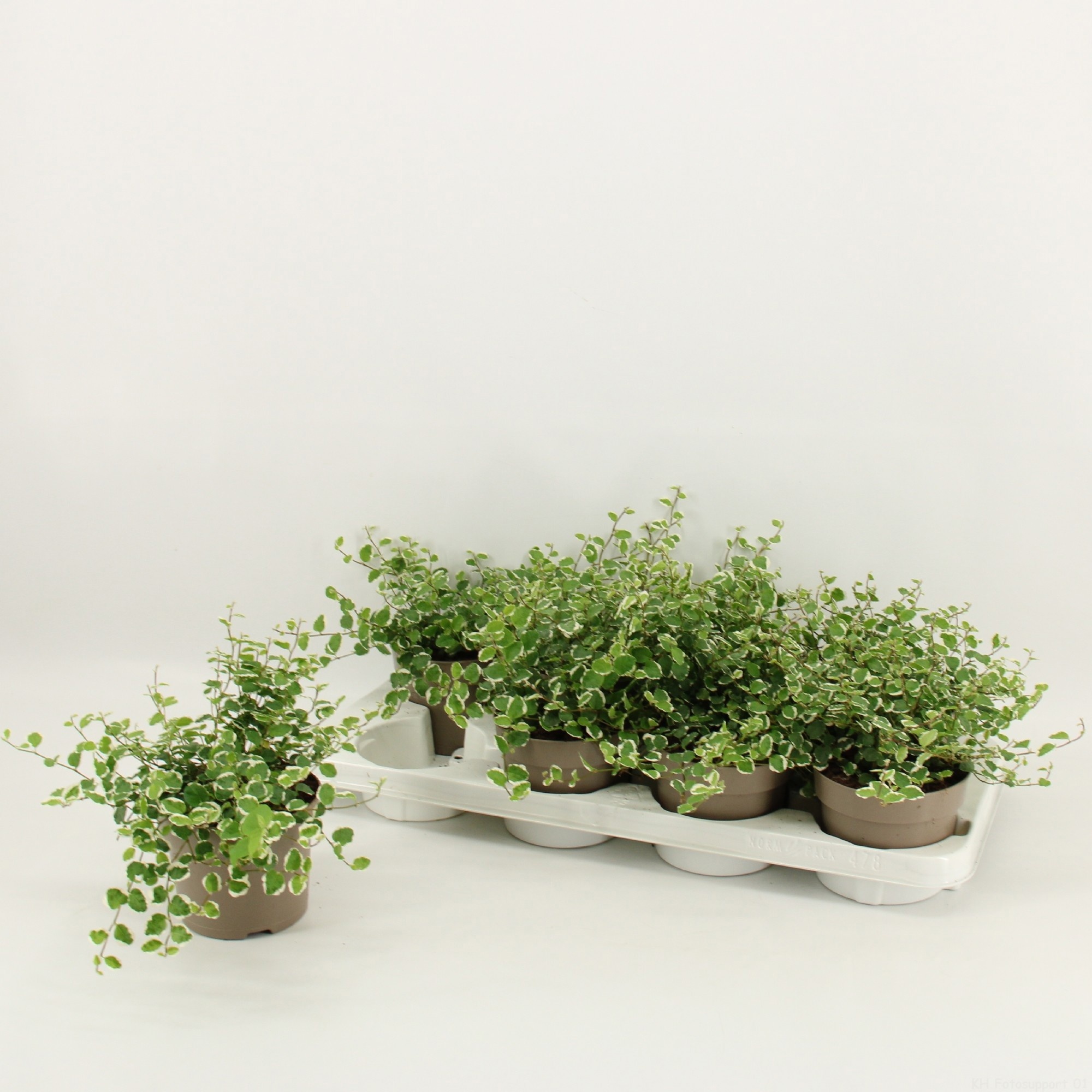 Ficus Pumila 12cm 'White Sunny', D 12