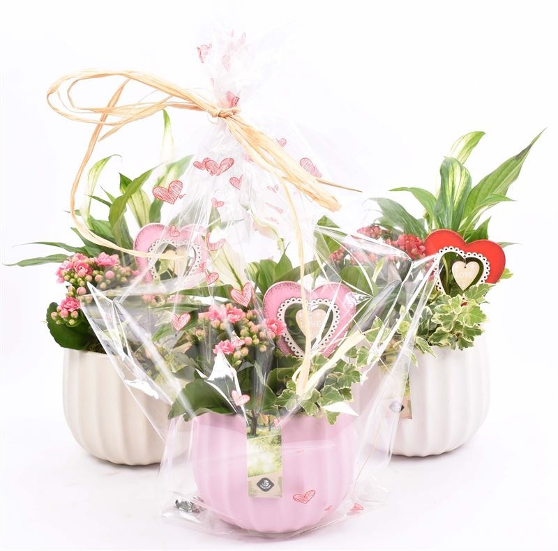 Keramiek pot kleur mix 14cm, D 14