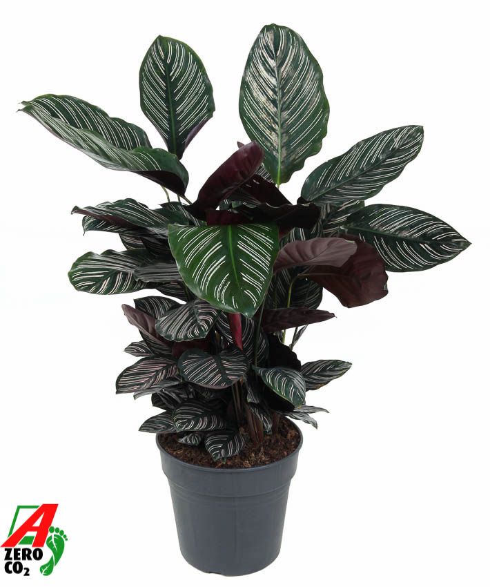 Calathea Ornata, D 27