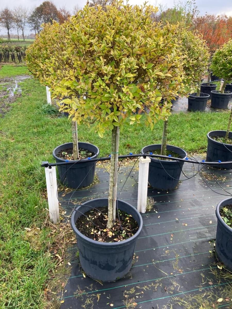 Ligustrum oval. 'Aureum', D 65