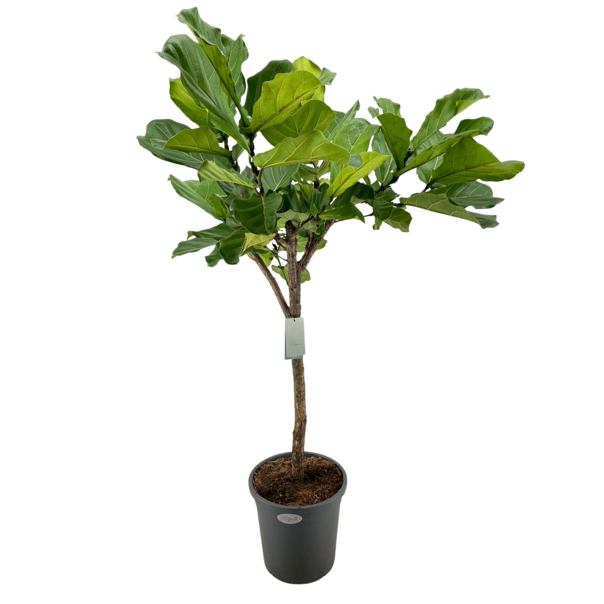 Ficus Lyrata rechte stam p31, D 31