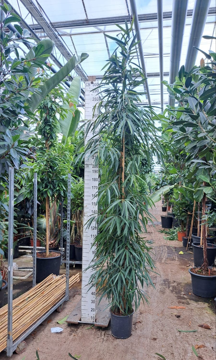 Ficus Alii zuil 350, D 30