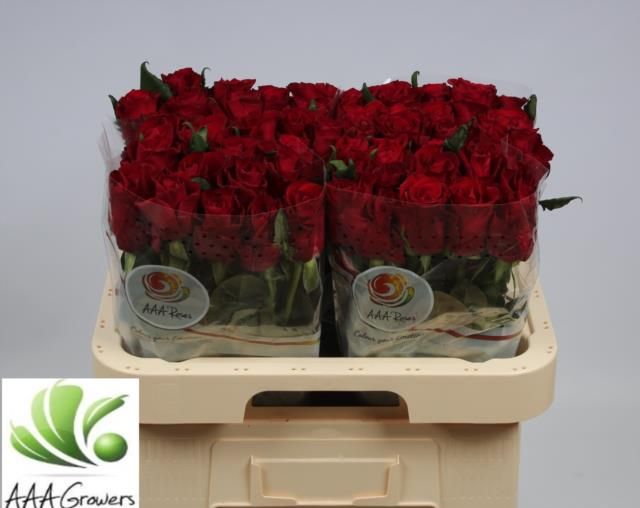 Роза од. Эвер Рэд 60, шт.