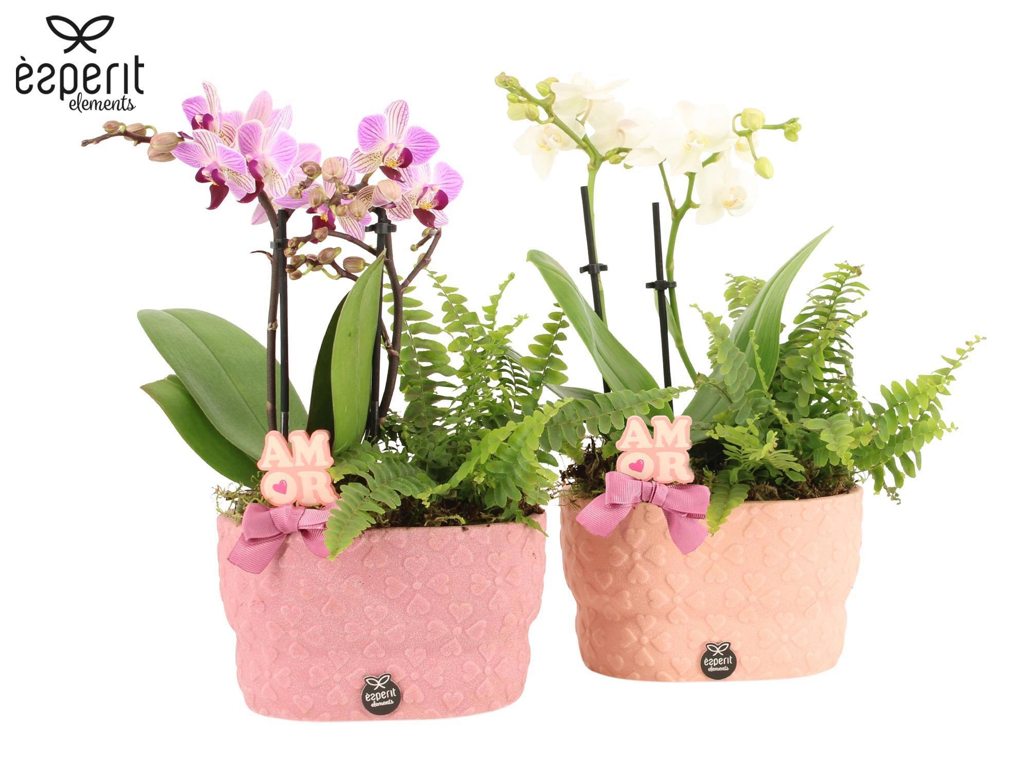 22043: Lovess arrangement, D 17