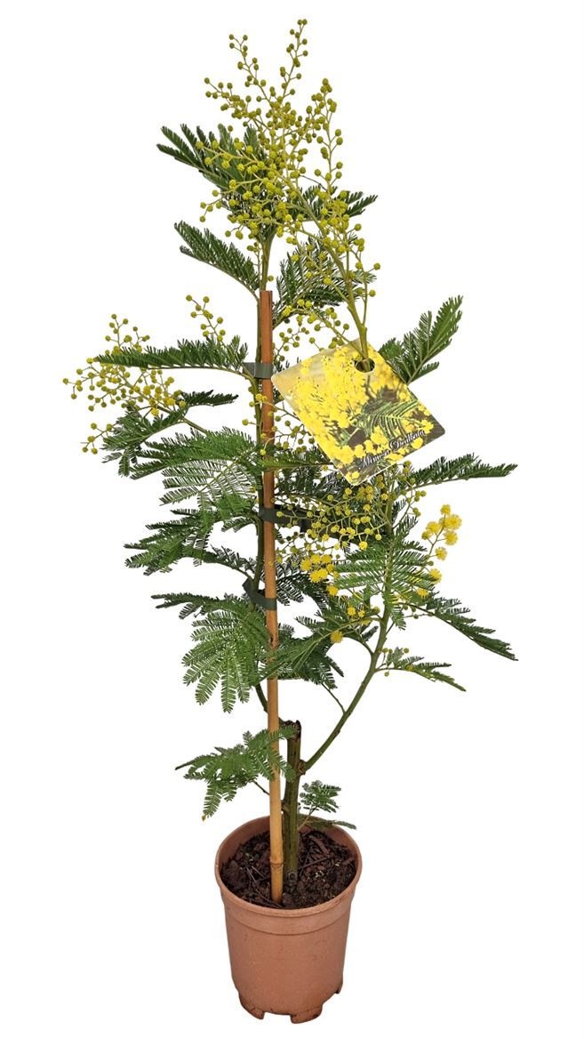 Acacia Mimosa Daelbata On Stick, D 15