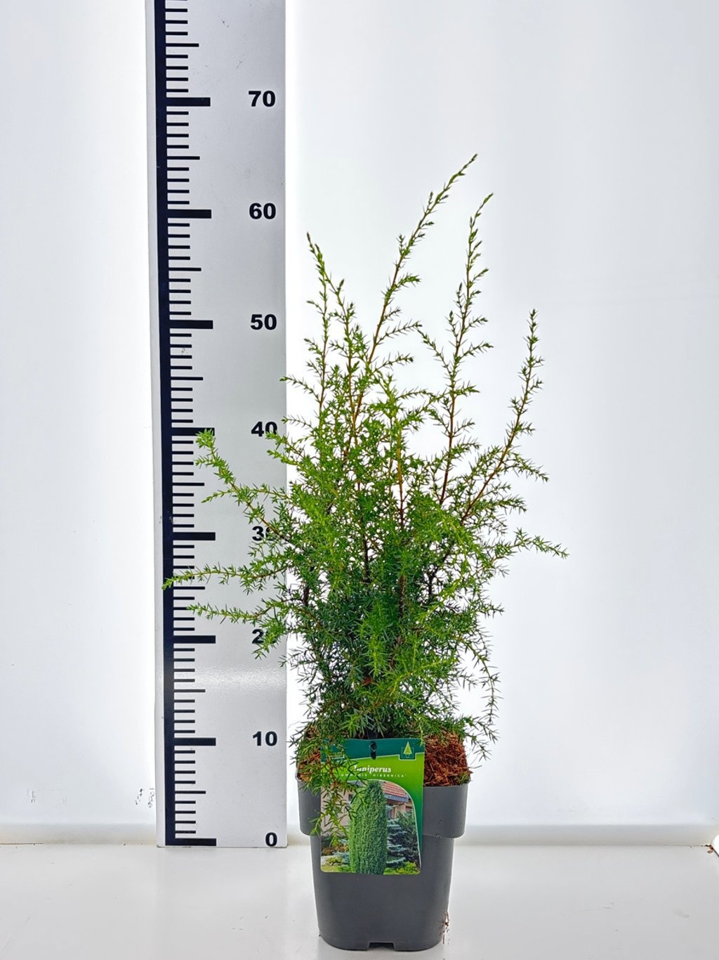 Juniperus comm. 'Hibernica', D 17