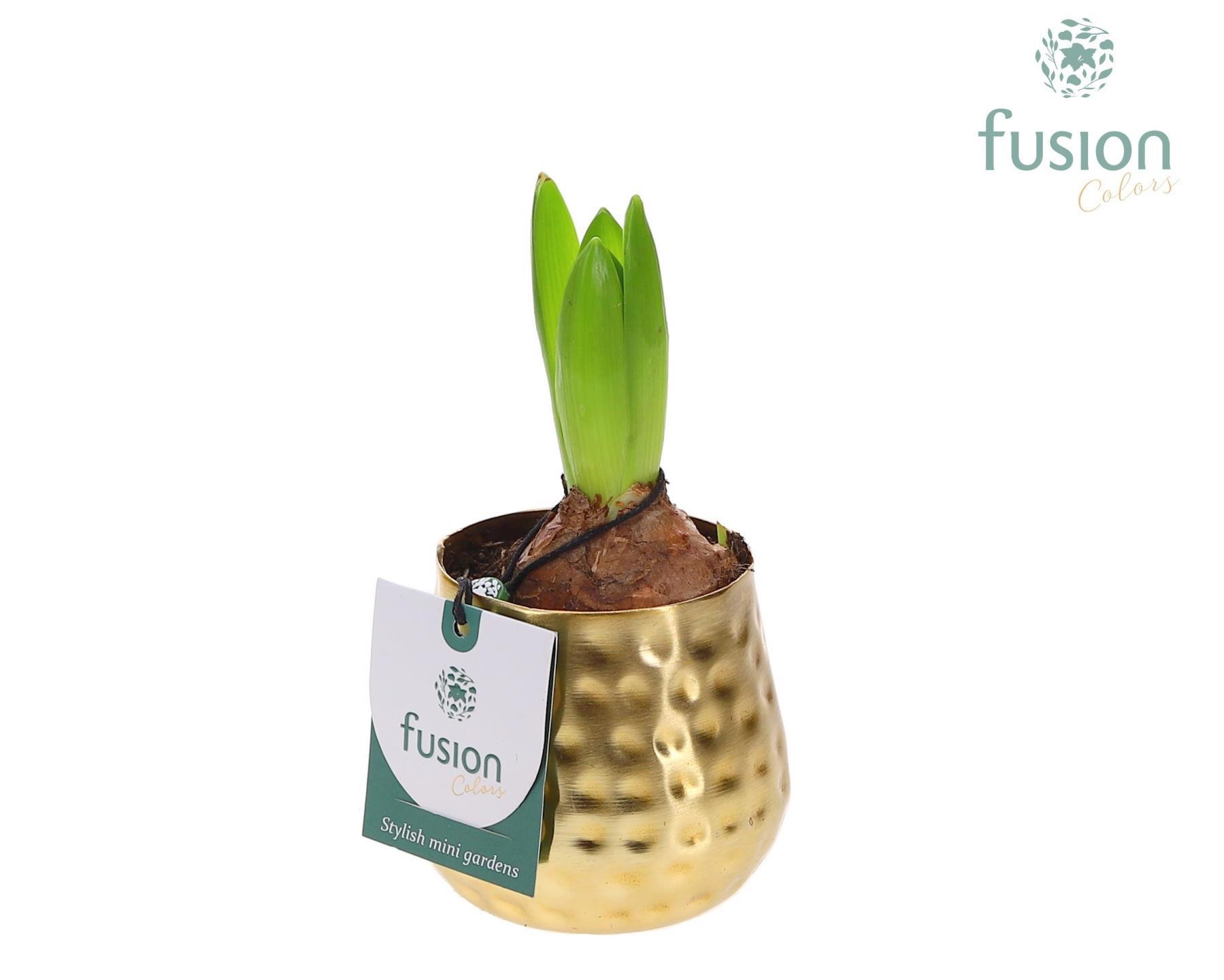 Pot Indian metaal goud XSmall met Hyacinthus, D 9