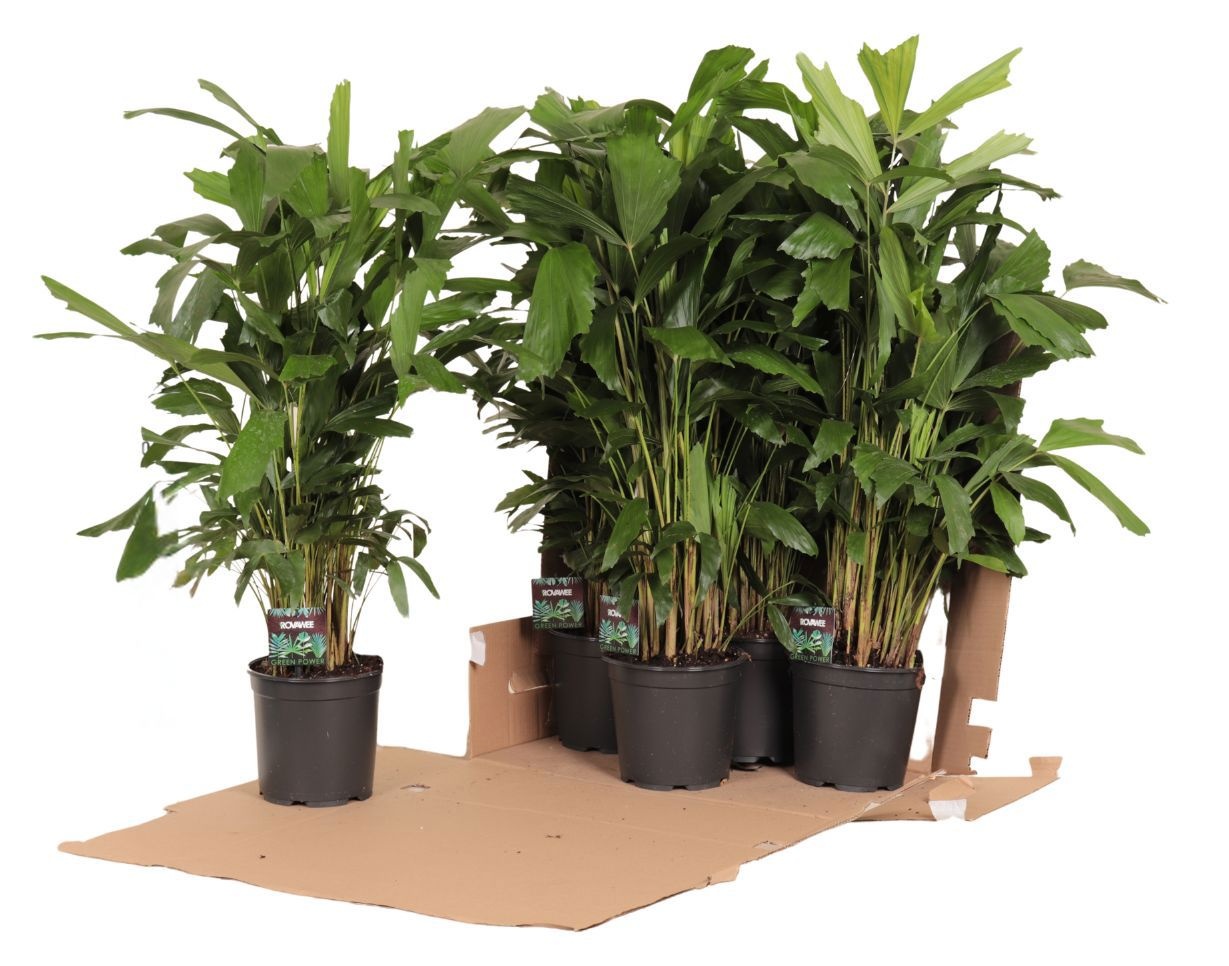 Caryota mitis in fust 352, D 19