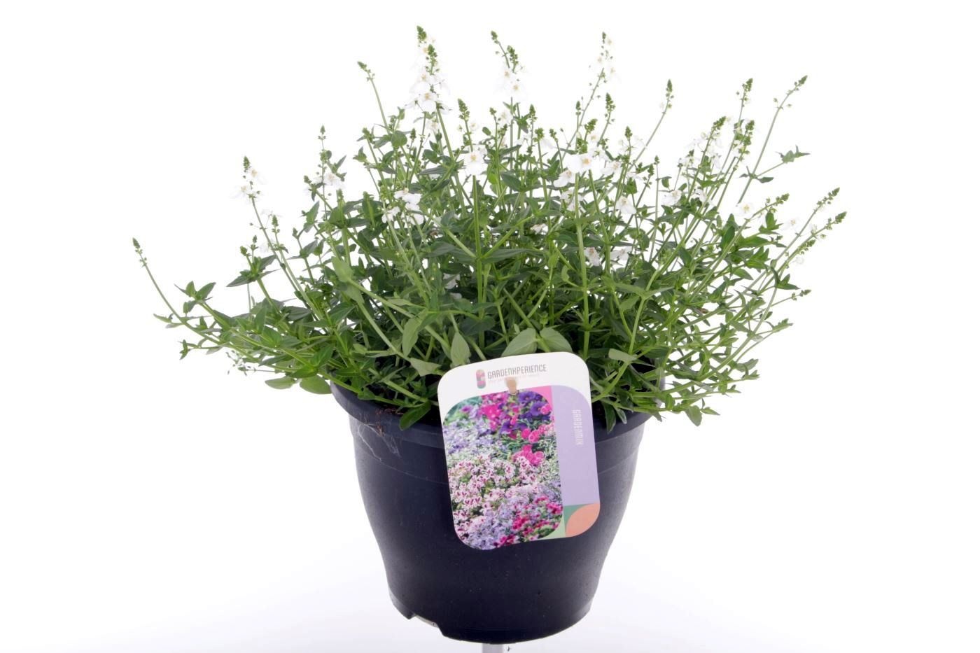 Diascia Trinity Grace, D 23