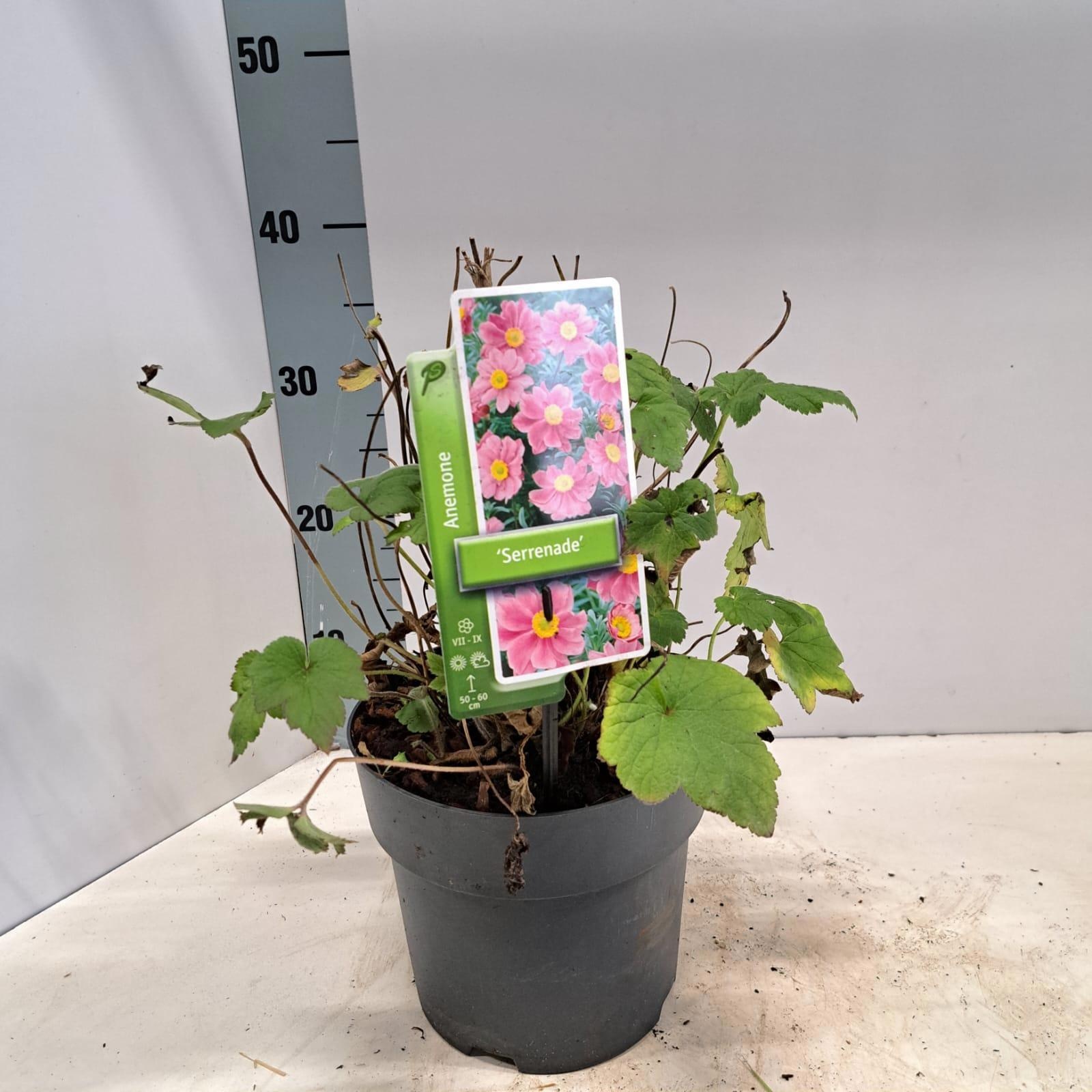 Anemone hup. 'Serrenade', D 19