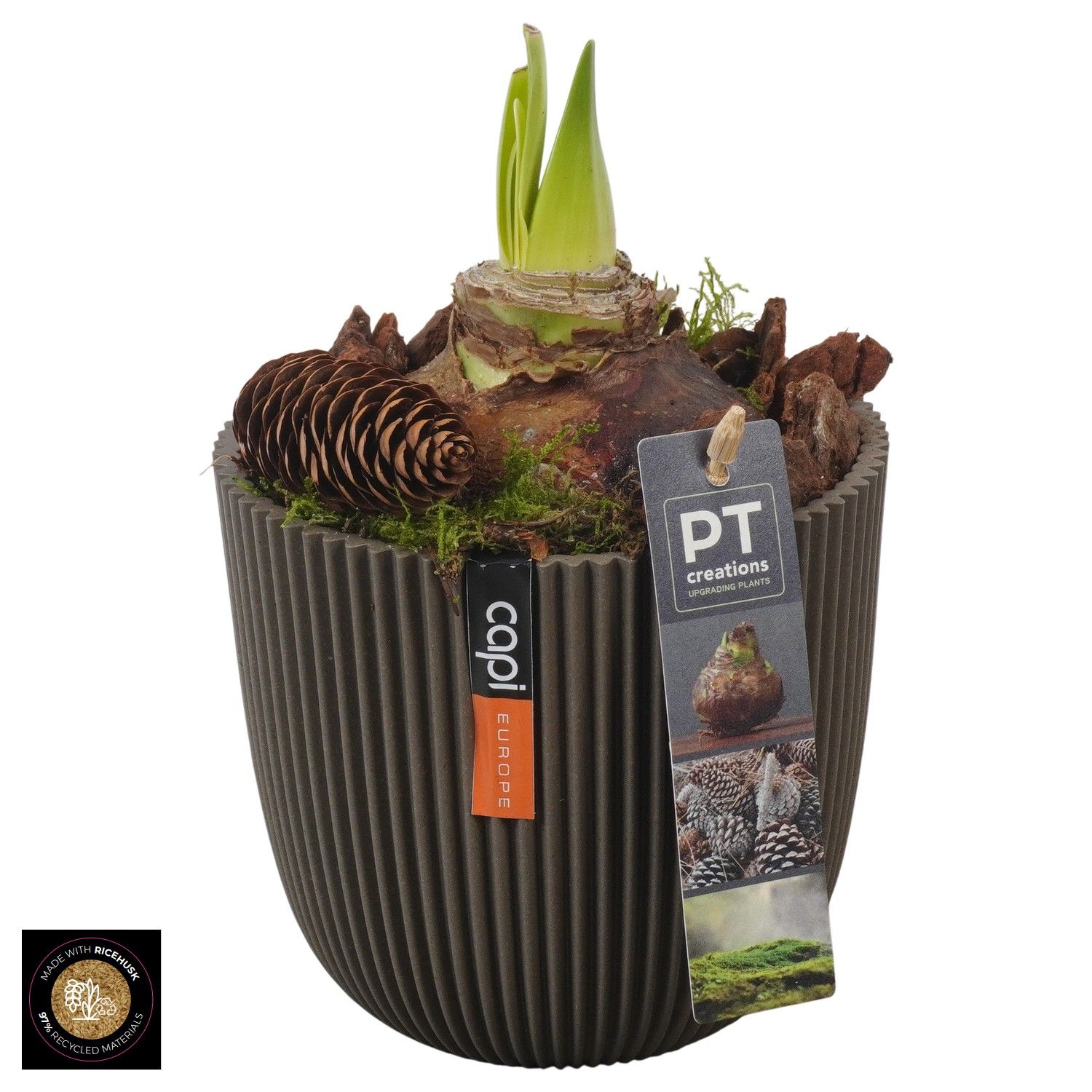 PTAA7565 Arrangement Amaryllis in capi pot, D 13 cm