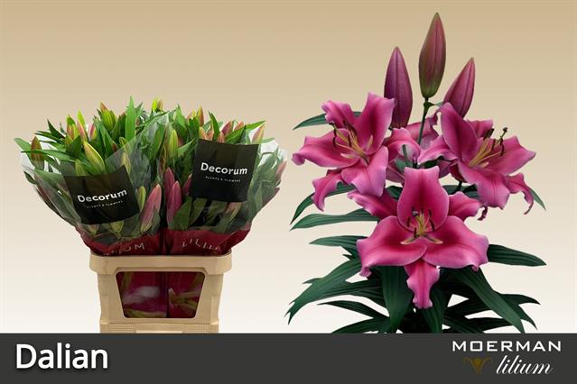 Лилия Далиан 100, шт.