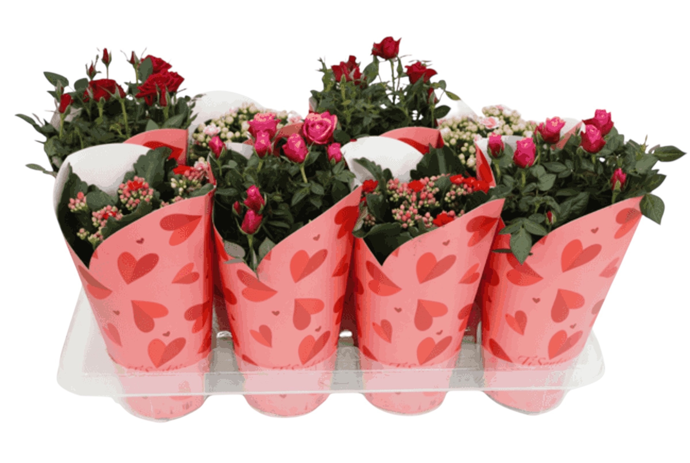 Bloeimix 12 cm | Valentijn/Moederdag | Hartjes Amour 2 | NEW, D 12