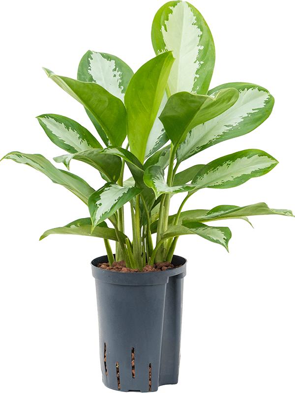 Aglaonema 'Silver Moon', D 15 cm