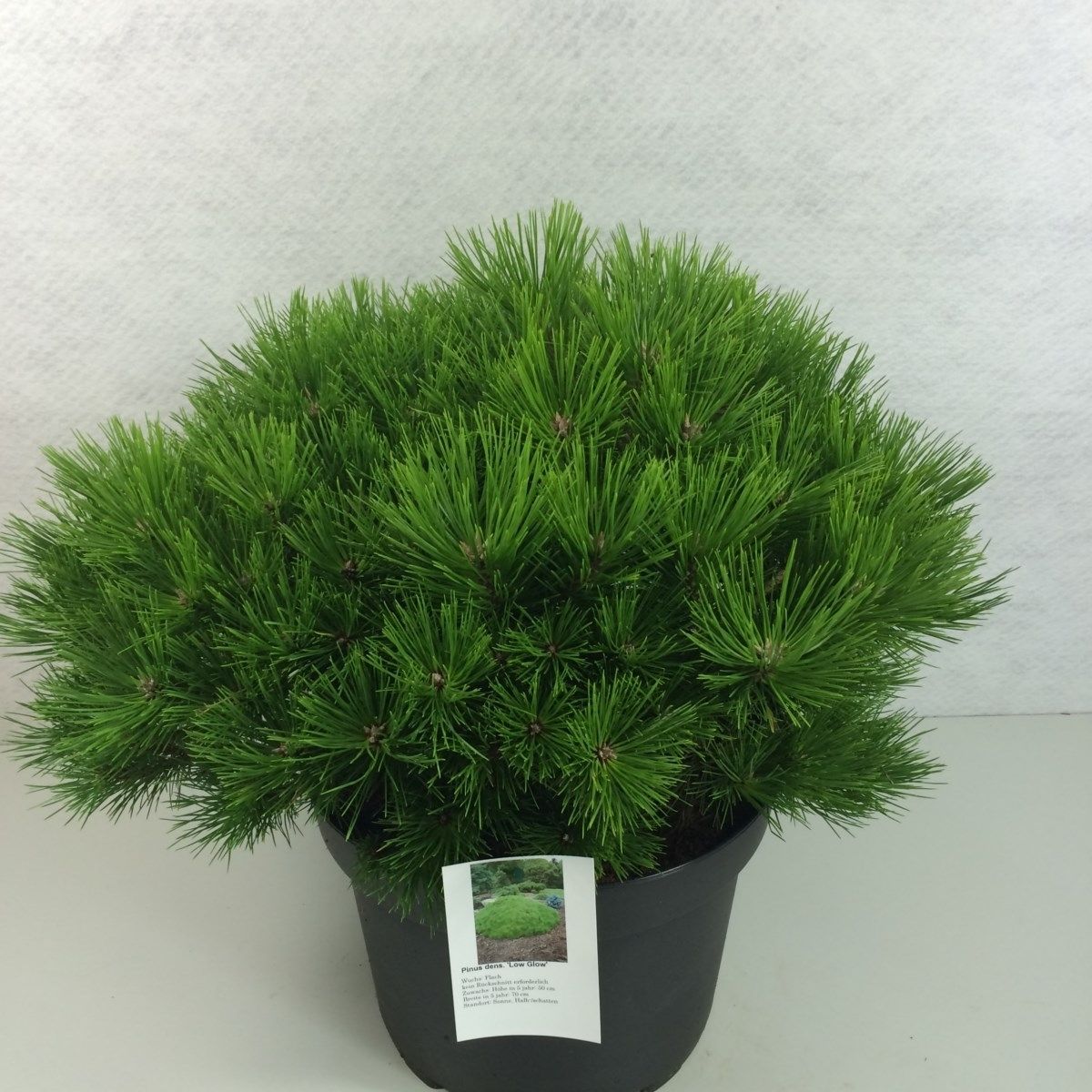 Pinus densiflora 'Low Glow', D 29