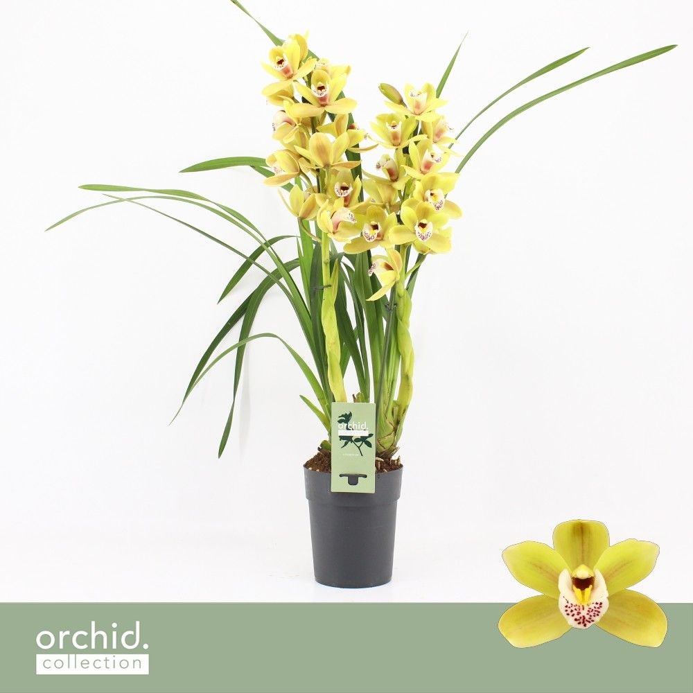Cymbidium, Anna 2-spike P14 'Orchid Collection', D 14
