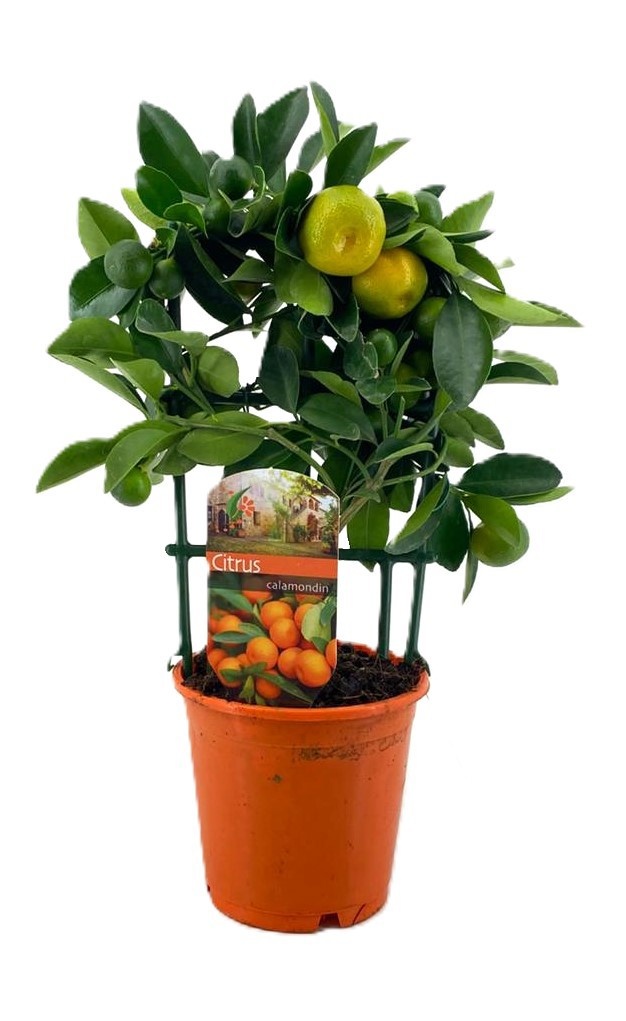 Citrus calamondin, D 12