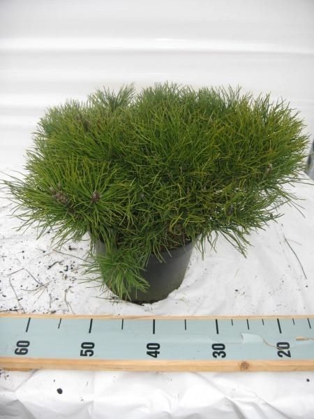 Pinus mugo pumilio, D 23