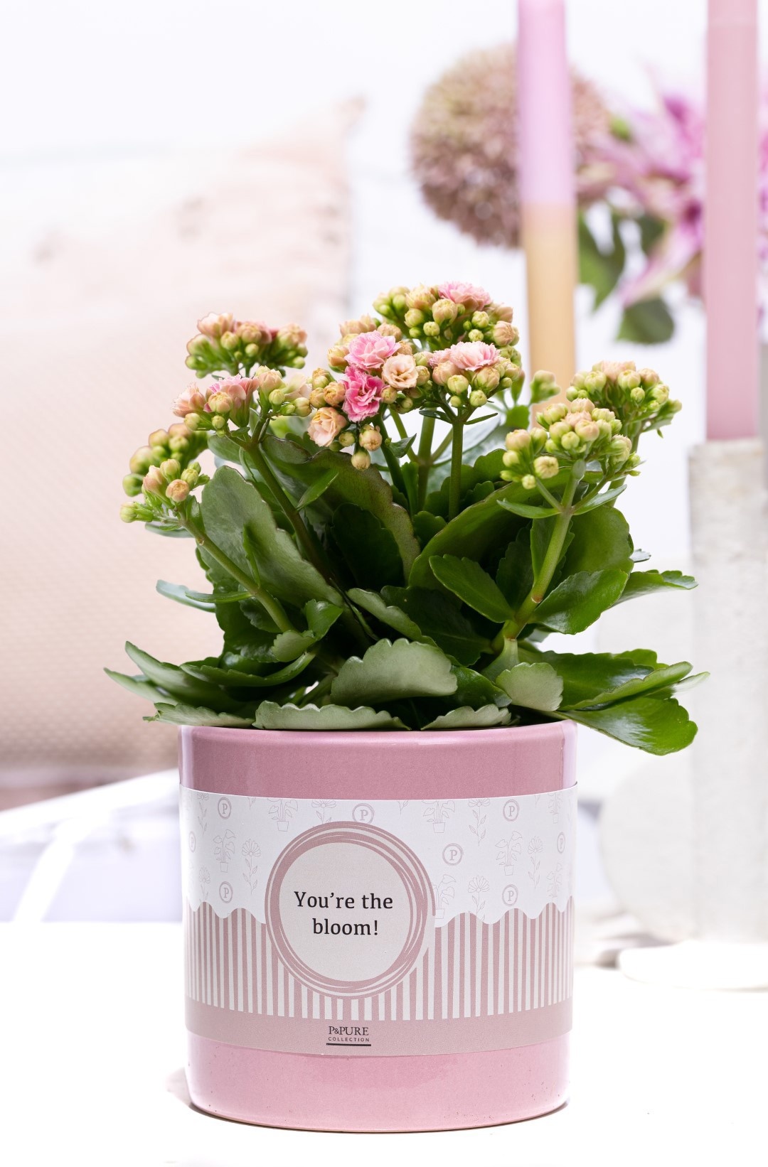 Kalanchoe pink in P&P cadeau concept: YOU'RE THE BLOOM!, D 12