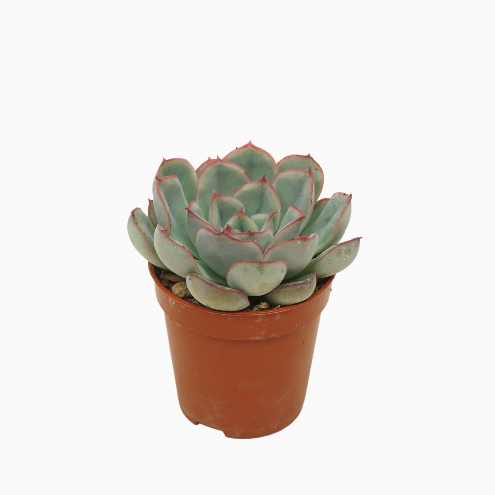 Echeveria hercules 5,5 cm, D 5,5 cm